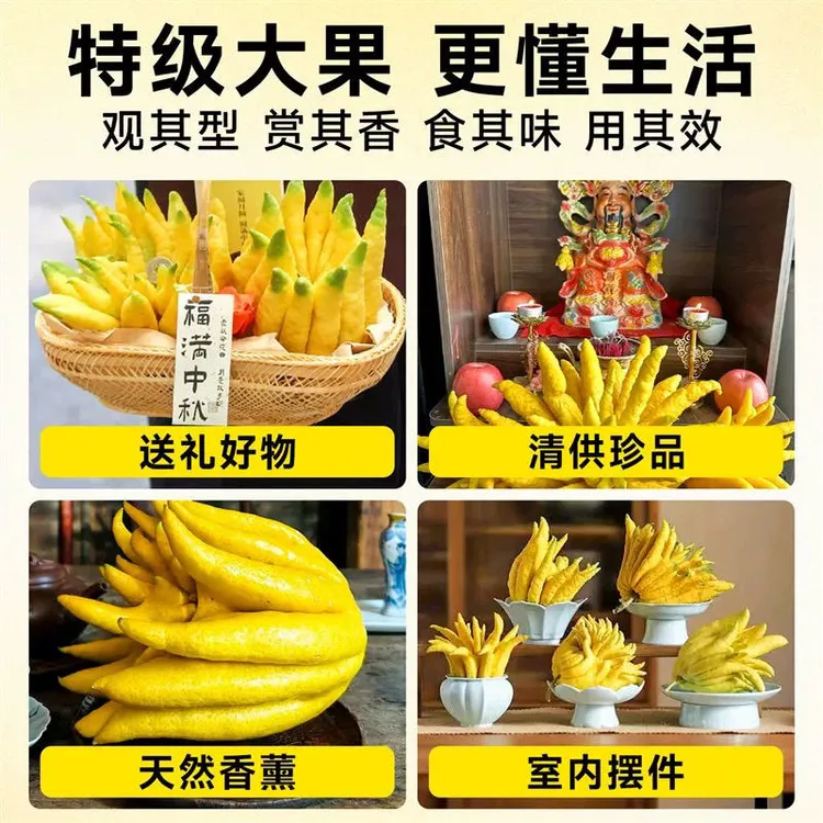 佛手柑外形独特、香气迷人，它的药用价值和健康功效也是杠杠的。