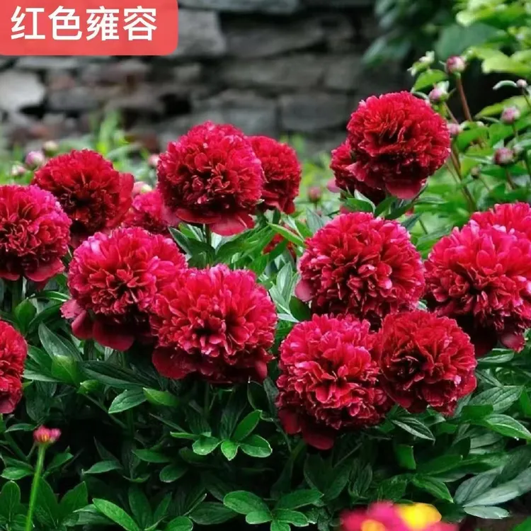 【红色雍容】 荷兰进口红色重瓣大花可盆栽芍药