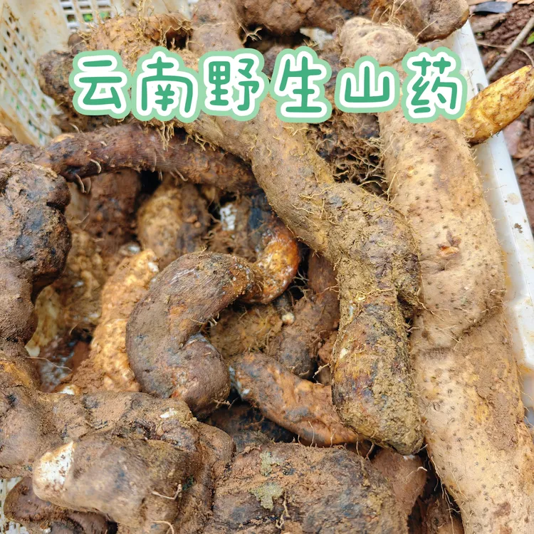 云南特产无污染无人工干预野生山药3斤包邮带微瑕破损