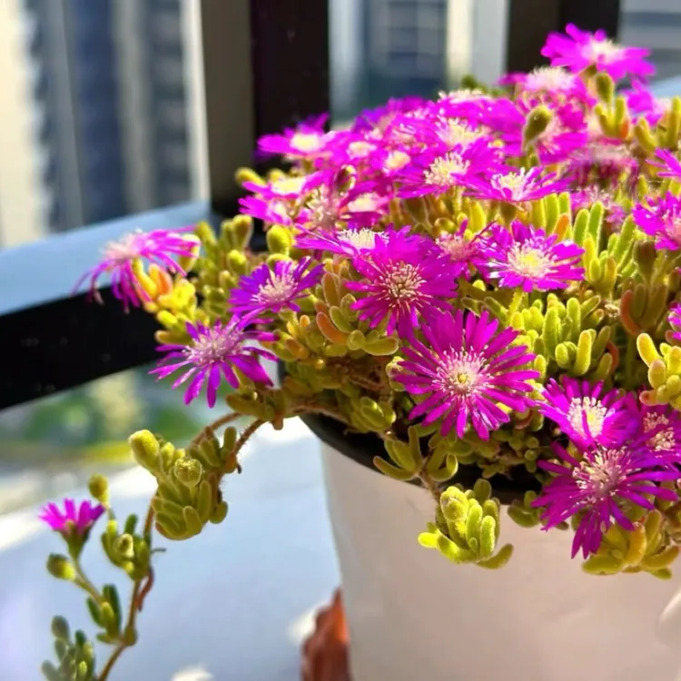枝干番杏多肉植物带盆土室内绿植开花好养活阳台盆栽荧光兔