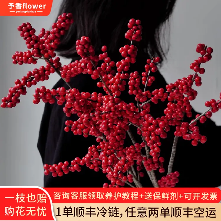 北美冬青鲜切花鲜花云南基地直发切枝家用水养插花花卉发财果顺丰