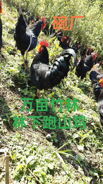 万亩竹海碗厂农村林下跑山鸡