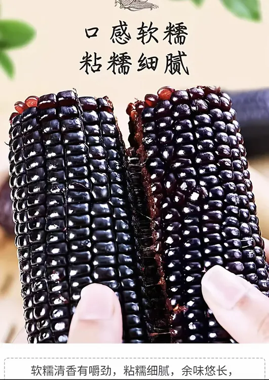 东北头茬甜糯黑糯玉米真空包装新鲜紫玉米黑龙江特产