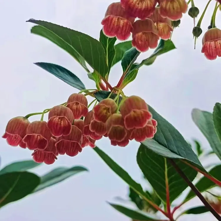 吊钟花直播间一物一拍不包后期存活无售后介意勿拍