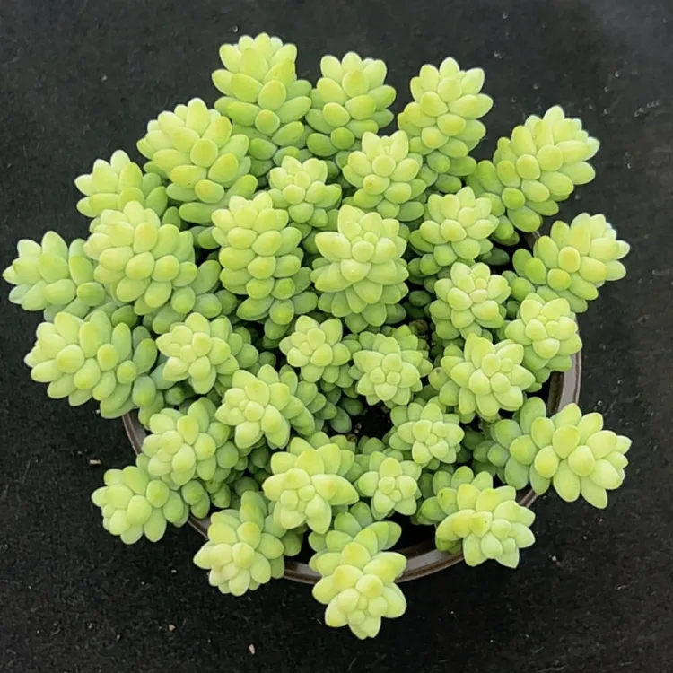 玉坠3单包邮带盆土发