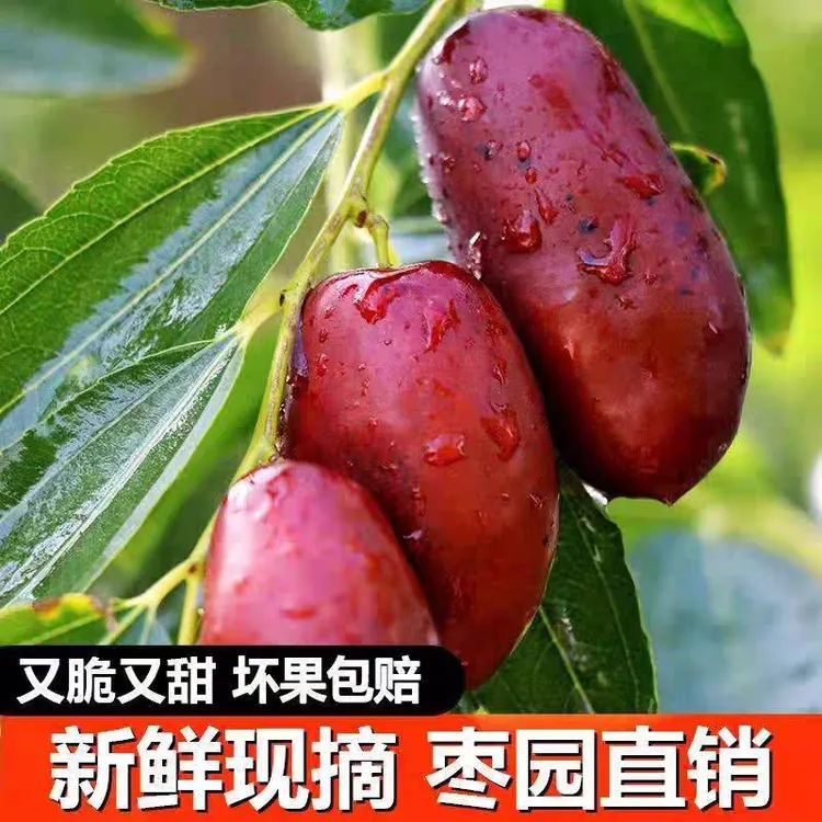 顺丰宁夏灵武长枣新鲜脆甜现摘现发 3/5斤产地直发坏果包赔