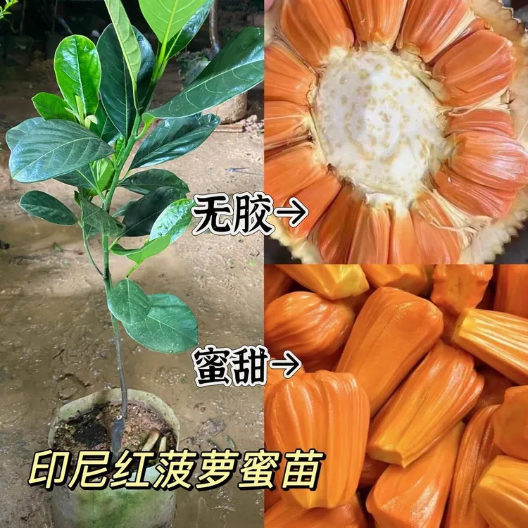 正品嫁接新品种印尼红肉菠萝蜜果树苗带土带叶营养杯苗南方种植