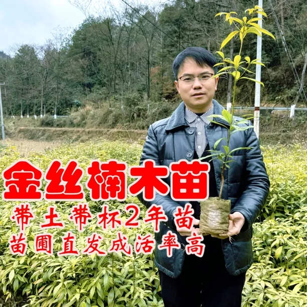金丝楠木2年生杯苗绿化苗带土带杯成活率高