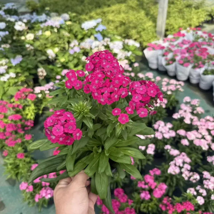 霹雳石竹盆栽绣球石竹多年生宿根花期长耐寒耐热阳台庭院花卉