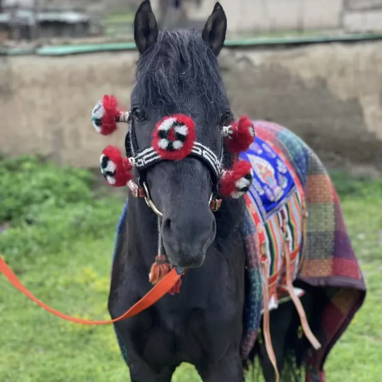 马嚼子纯手工藏式名族风格手工马嚼子戴花型纯手工马的用品