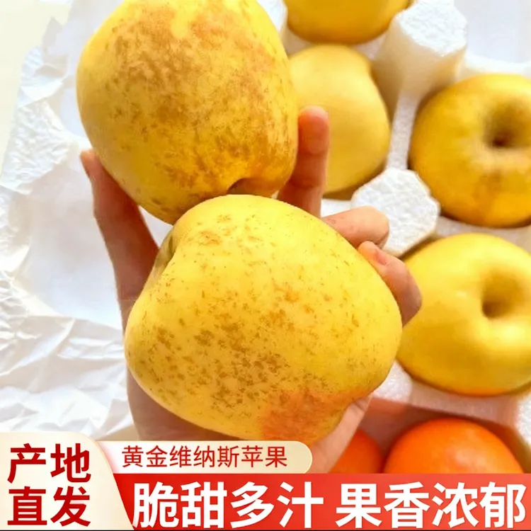 ［黄金维纳斯］山东维纳斯黄金苹果雀斑维纳斯苹果新鲜现摘脆甜多汁