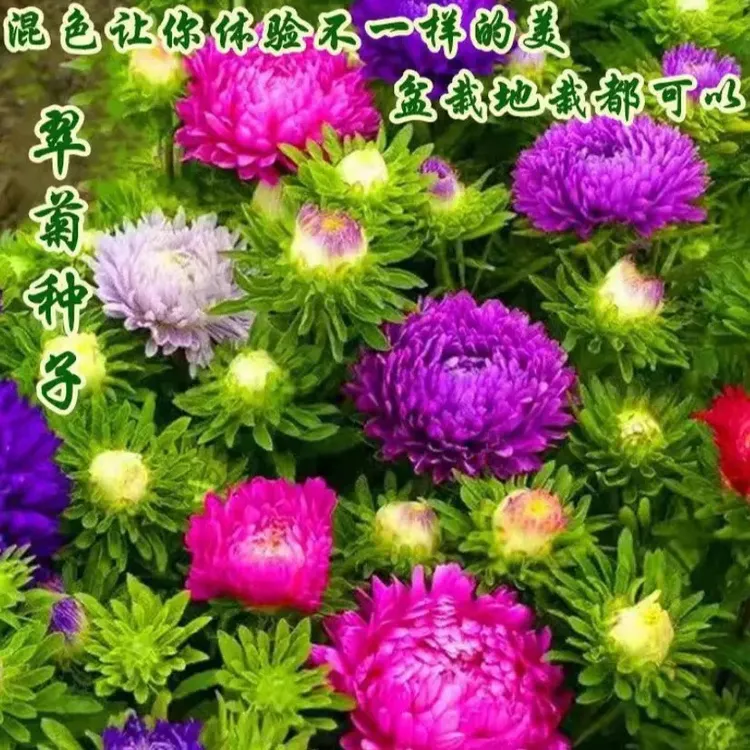 混色翠菊重瓣菊花种子姜丝辣花种子阳台庭院盆栽易活花草花卉种子
