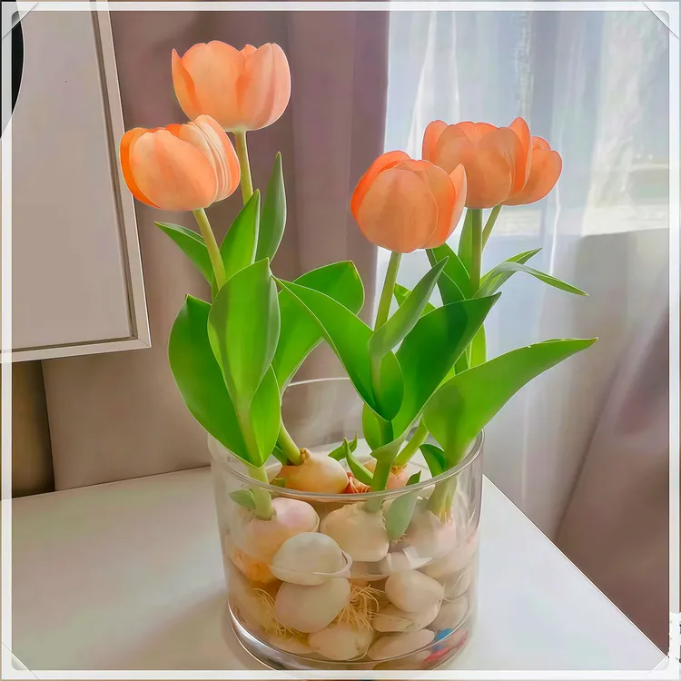 ❃郁金香花种土培水培多色系列荷兰进口室内外多颜色阳台种植5度球