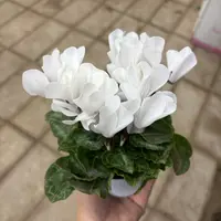【缤纷甄选】精品桌面款白色兔耳朵80杯到手一盆