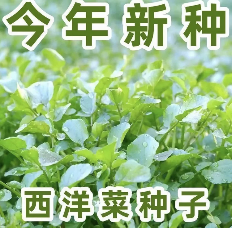 西洋菜种子多年生豆辛菜种子四季盆栽营养蔬菜种子籽