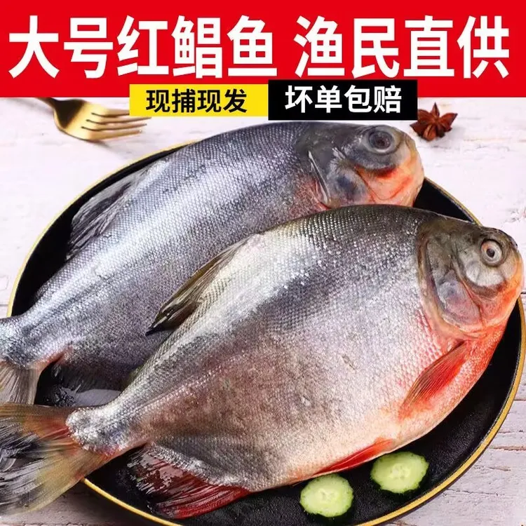 新鲜正宗特大大红鲳鱼大号整箱鲜活冷冻速冻平鱼镜鱼批发整条冰鲜