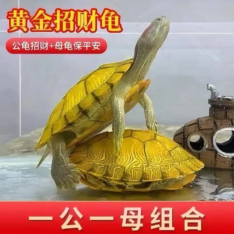 【黄金招财龟】巴西龟情侣乌龟活物宠物观赏长寿活体乌龟