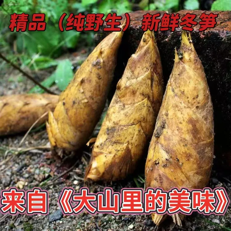 现挖纯野生冬笋黄泥笋高山毛竹笋两头尖肉厚脆嫩饱满口感鲜美  