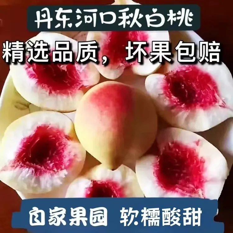 2025丹东河口鸭绿江秋白桃应季毛桃酸甜银白桃自家果园现货