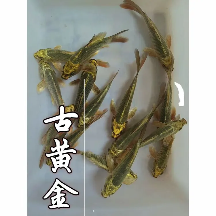 【古黄金松叶锦鲤独家培育重金属质感网目清晰恒温精养锦鲤观赏鱼