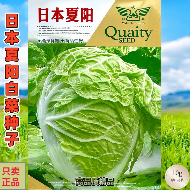 日本夏阳早熟耐热大白菜种籽大田夏秋草莓蔬菜菜心粮油作物种子