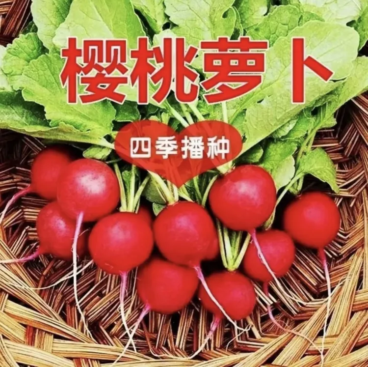 四季樱桃萝卜种子红皮白肉脆甜多汁新鲜蔬菜阳台种蔬菜种子