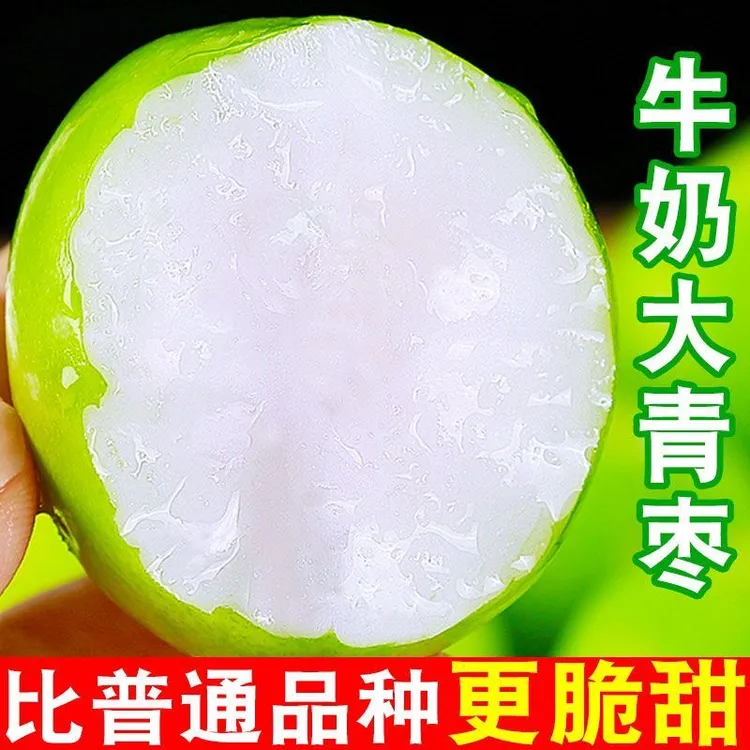 福建贵妃牛奶枣清脆爽口多汁现摘现发大青枣新鲜水果原产地发货