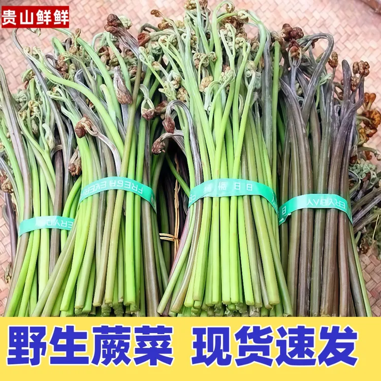 新鲜蕨菜现发贵州蕨菜新鲜时令蔬菜应季龙爪菜爽口蕨菜娃娃拳包邮
