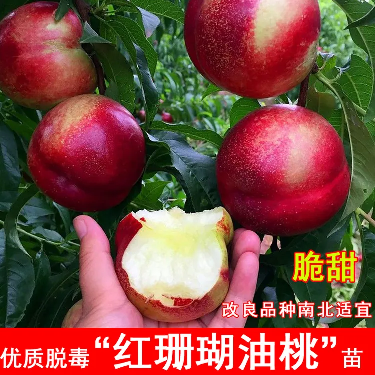 嫁接红珊瑚桃树苗7月成熟全红油桃苗北方南方种植当年结果果树苗