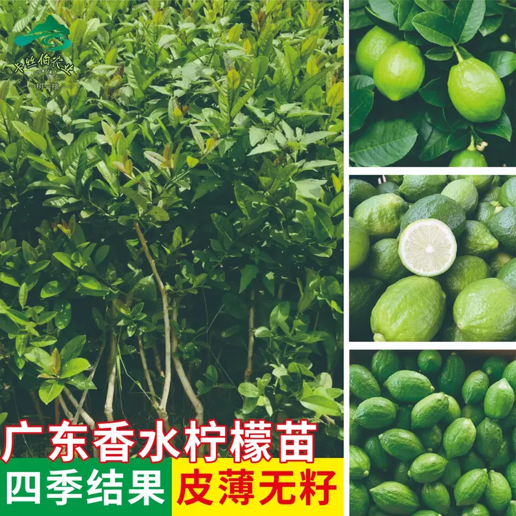 苗场基地香水塔希提优力克柠檬嫁接果树苗可盆栽庭院地栽嫁接树苗