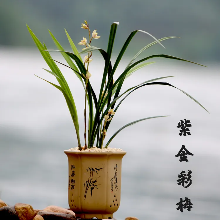 兰花苗四季兰建兰【紫金彩梅】浓香梅瓣花好养易成活