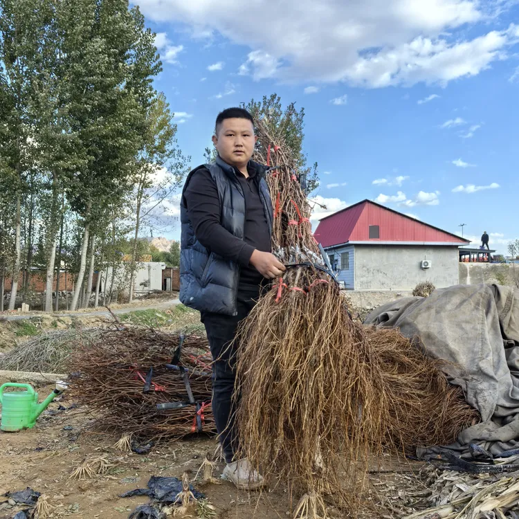 寒香蜜大苗  贝达.夏黑砧木  高度1.2米  玉海苗木