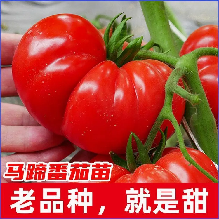 【当季新种】马蹄大番茄种子传家宝大西红柿种籽老品种蔬菜孑苗蔬菜