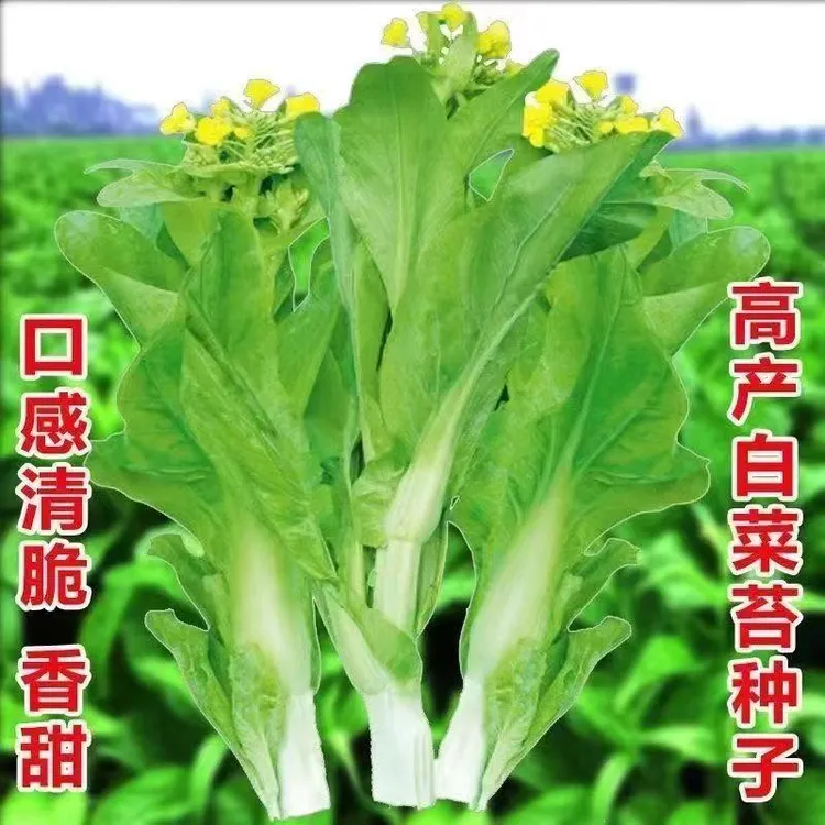 【ZS奶油白菜苔种子】青菜菜心苔芯大田庭院盆栽春秋四季采收种籽商品图