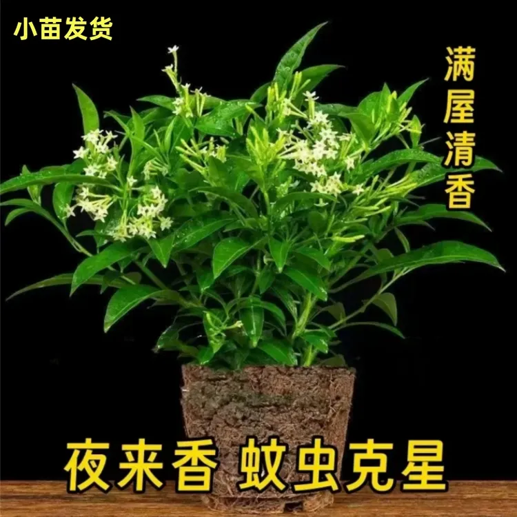 正宗夜来香盆栽绿植驱蚊植物夜香花夜丁香千里香浓香型花卉氮肥商品图