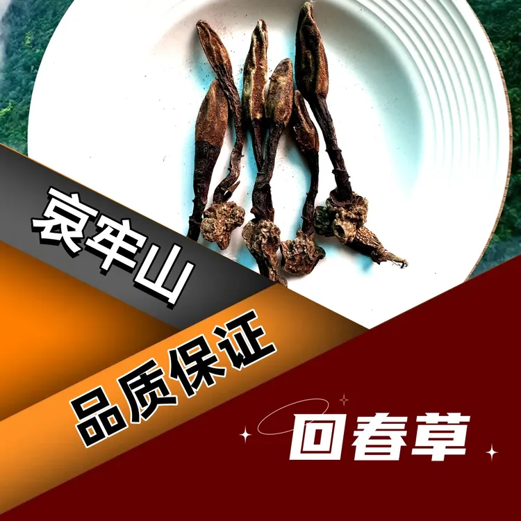 哀牢山顶天柱回春草文王一支笔晒干无硫可用于泡酒泡水煲汤中药材
