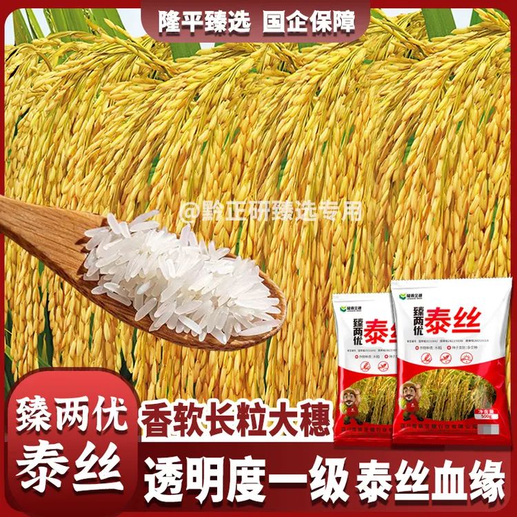 臻两优泰丝水稻种子香米水稻香稻高产稳产抗性强米香饭好吃香稻