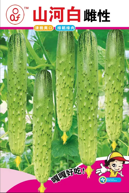雌性山河白黄瓜种子