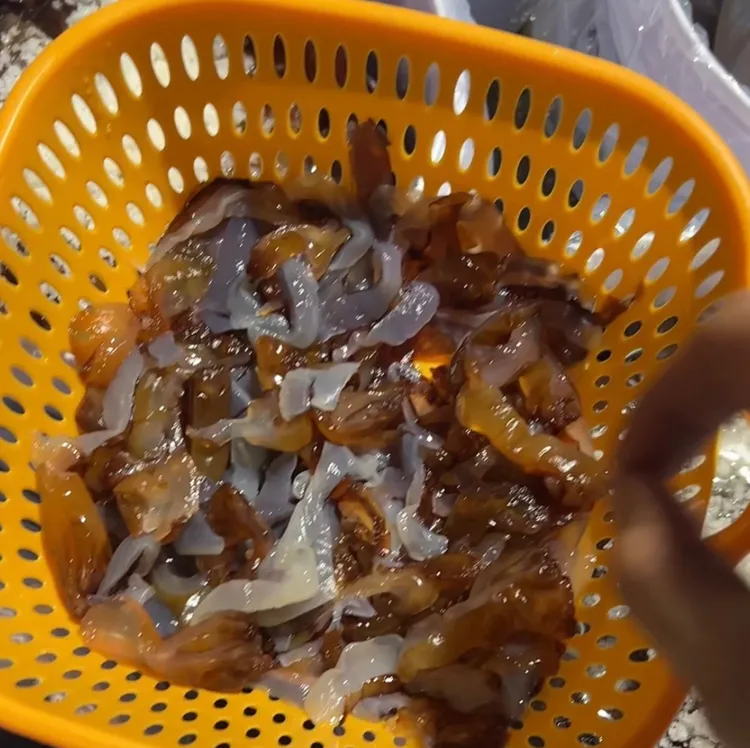 嵊泗大洋山今年新海蜇丝5斤/桶