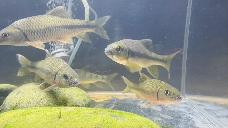 小尺寸原生溪流鱼溪石斑黄腹溪石斑淡水鱼