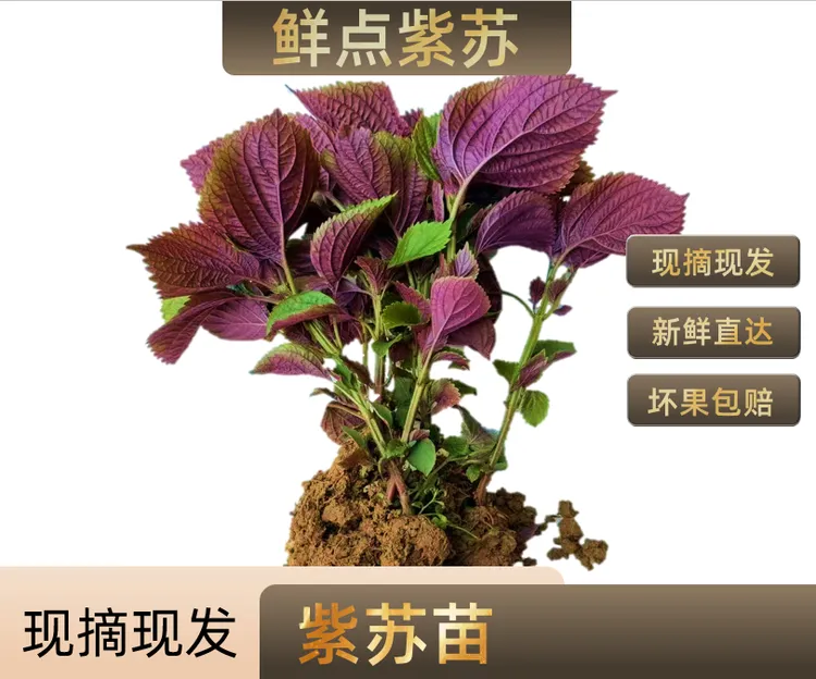 广西新鲜可食用紫苏苗现摘现发，带土发货去腥提香可食用香料