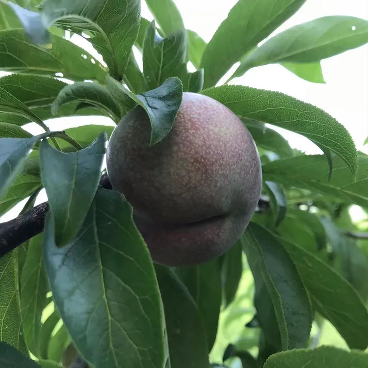 翁源三华李新鲜南方现摘红心大果甜爽多汁孕妇水果