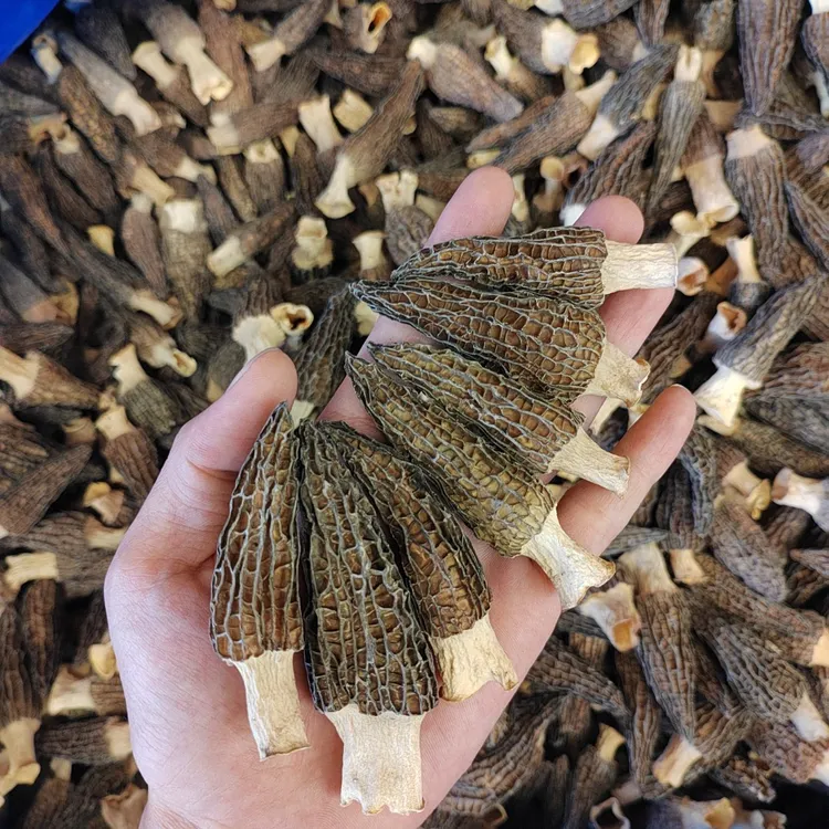 云南羊肚食用菌菇羊肚菌干货头茬 无干燥剂 新鲜炒炖煲汤食材菌菇