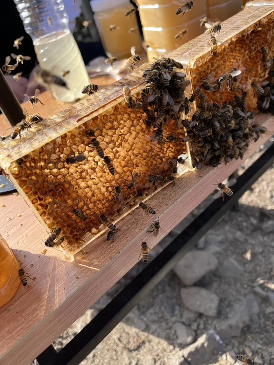 绿竹坪土特产深山野生蜂蜜深山百花巢蜜