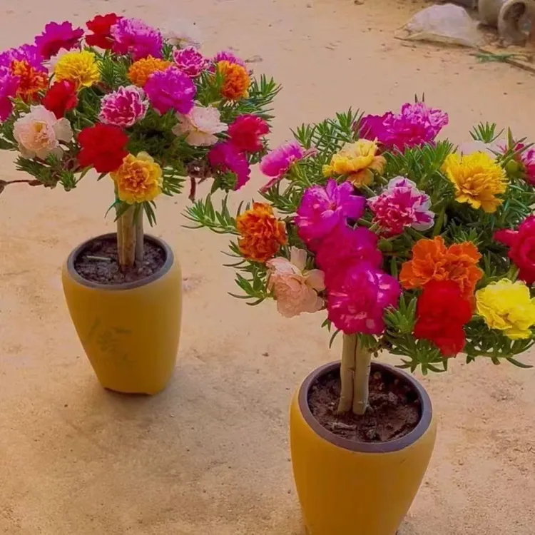 [拍一发四]重瓣太阳花老桩多年生耐热花卉绿植阳台太阳花盆景造型