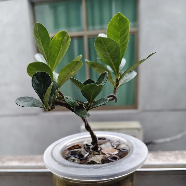 [刘军散打专属]达摩栀子花 水培 土培