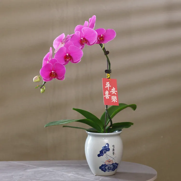 蝴蝶兰【恭喜发财】带花带盆组好伴手礼送礼茶桌婚礼客厅美化装饰