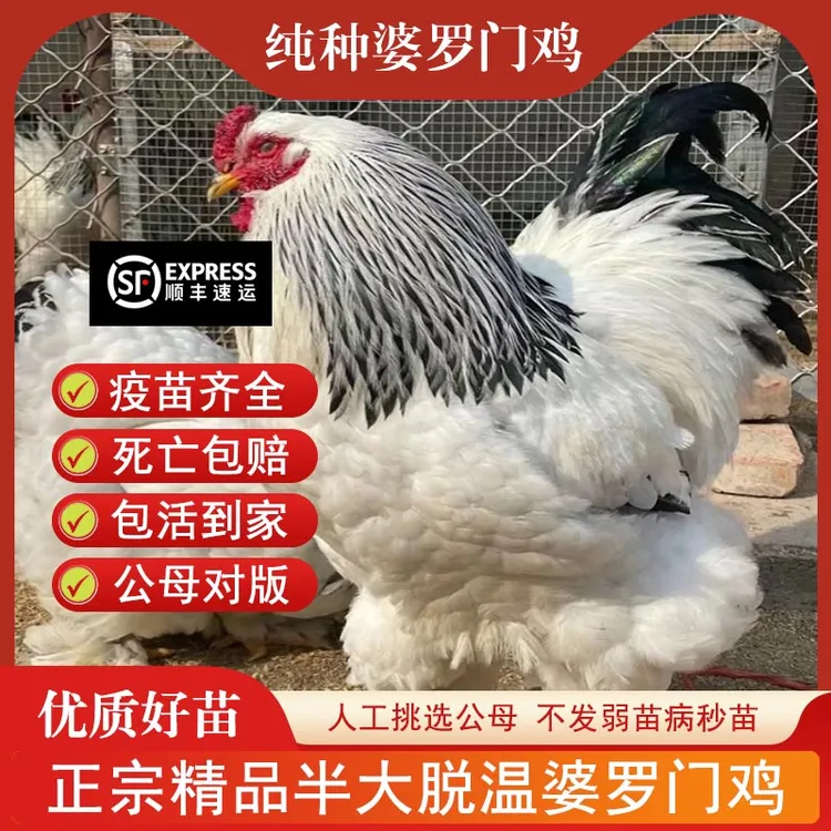 宠物鸡一斤正宗婆罗门鸡脱温鸡梵天鸡巨型观赏鸡大型正品顺丰包邮