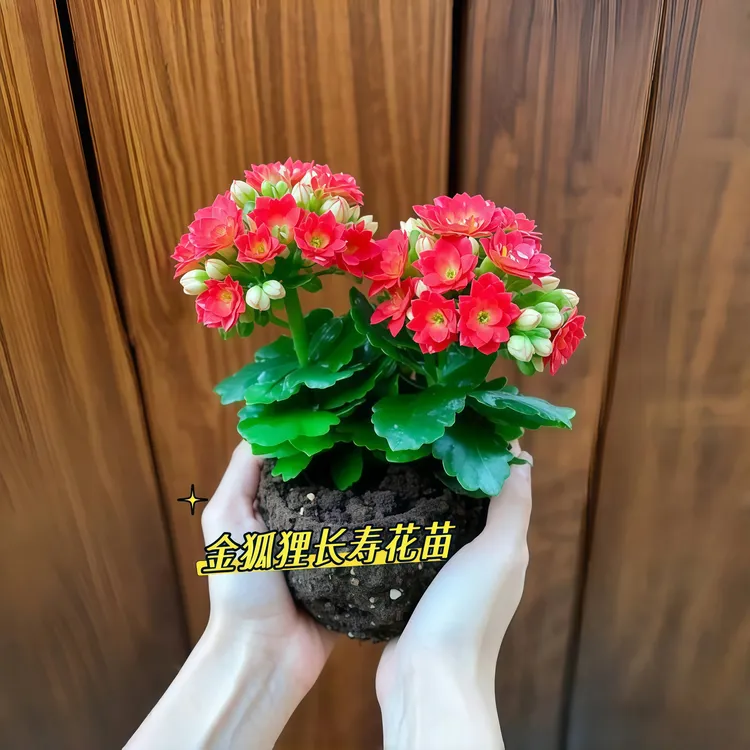 新品【金狐狸】重瓣长寿花小苗室内四季长寿花懒人金凤凰金丝雀盆栽