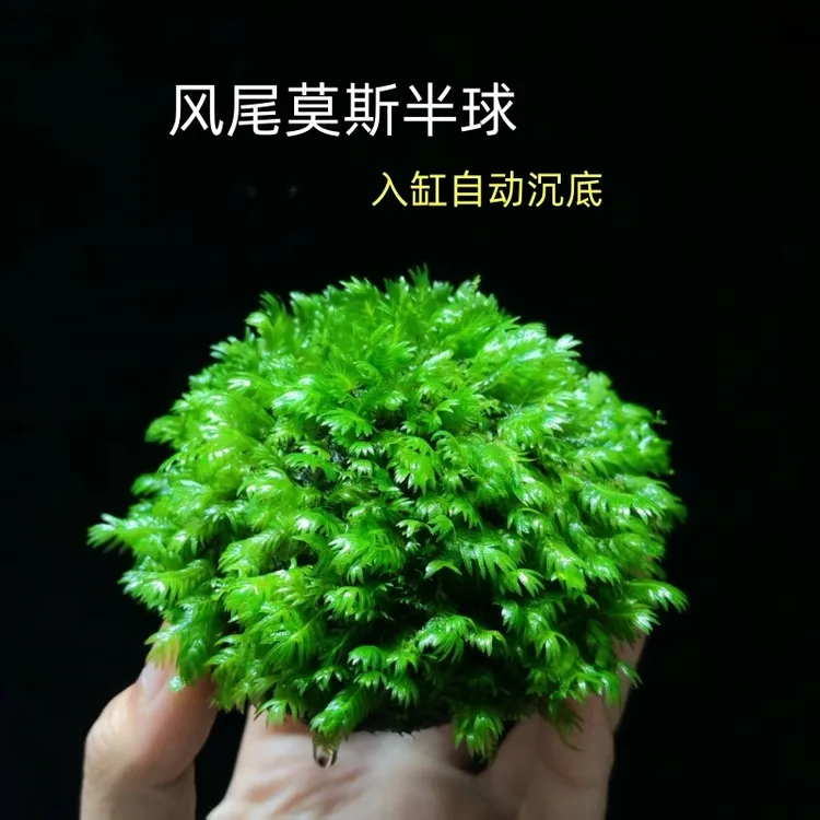 凤尾莫斯半球沉木鱼缸装饰造景阴性懒人水草凤尾沉石活体定值植物